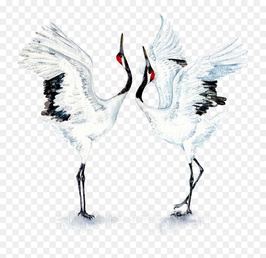 Dancing Japanese Red Crowned Crane, HD Png Download - crane bird png