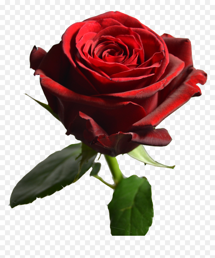 Transparent Red Rose Petals Png - Floribunda, Png Download - red rose petals png