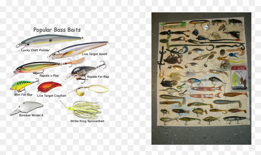 Picture - Sauries, HD Png Download - walleye png