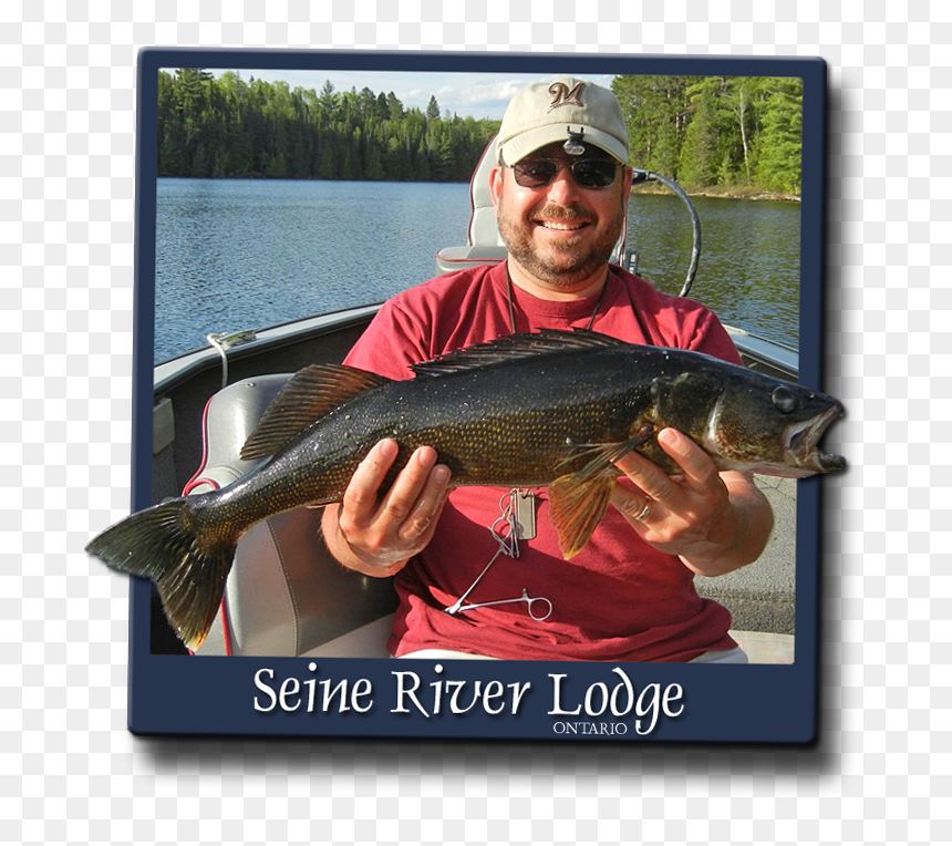 Pull Fish Out Of Water, HD Png Download - walleye png