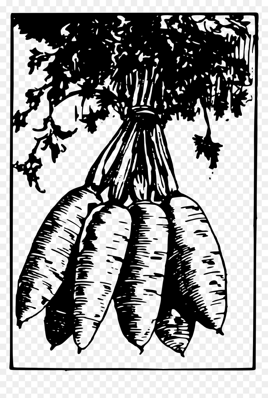 Vector Royalty Free Library Carrot Clipart Bunch - Illustration, HD Png Download - carrot clipart png