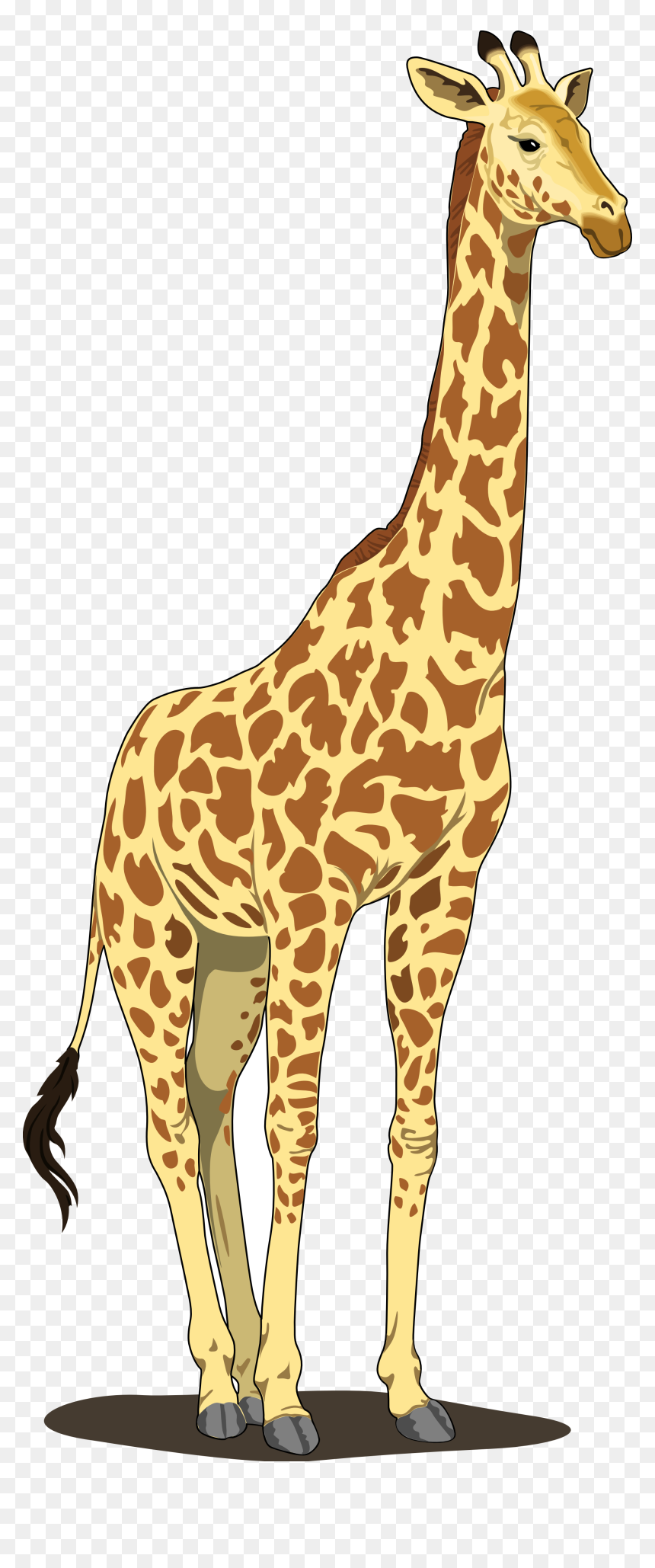 Giraffe Clipart, HD Png Download - baby giraffe png