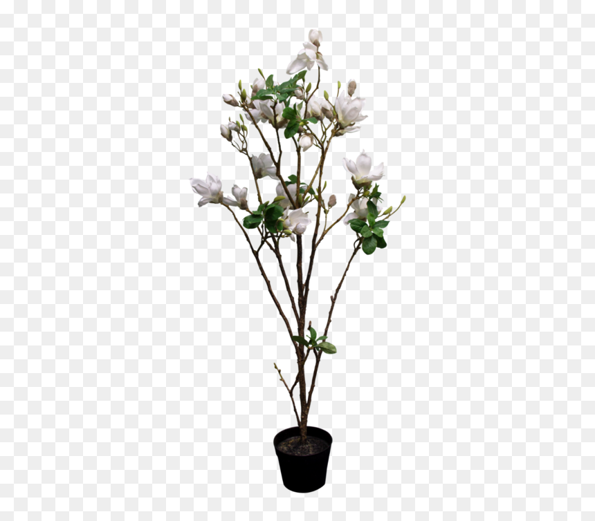 Garden Roses, HD Png Download - magnolia tree png