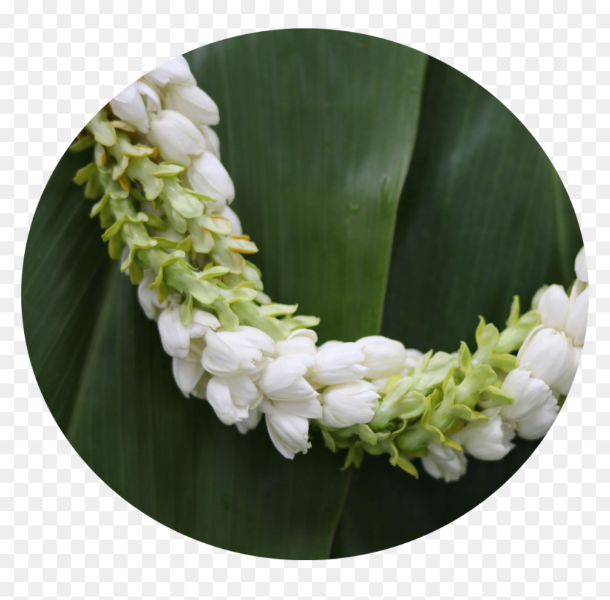 Petal, HD Png Download - hawaiian lei png