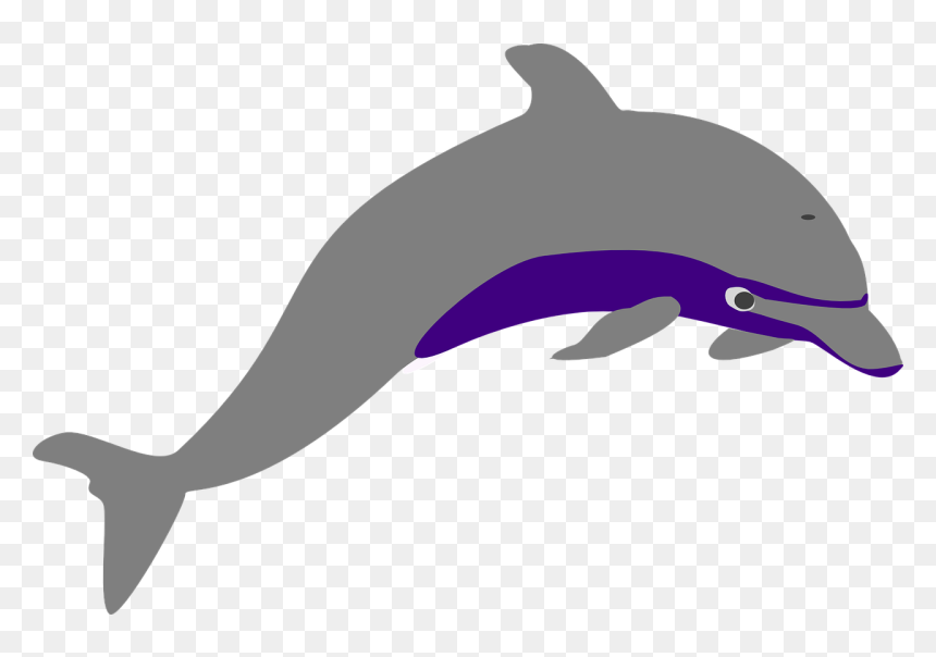 Grey Dolphin Png, Transparent Png - fish jumping out of water png