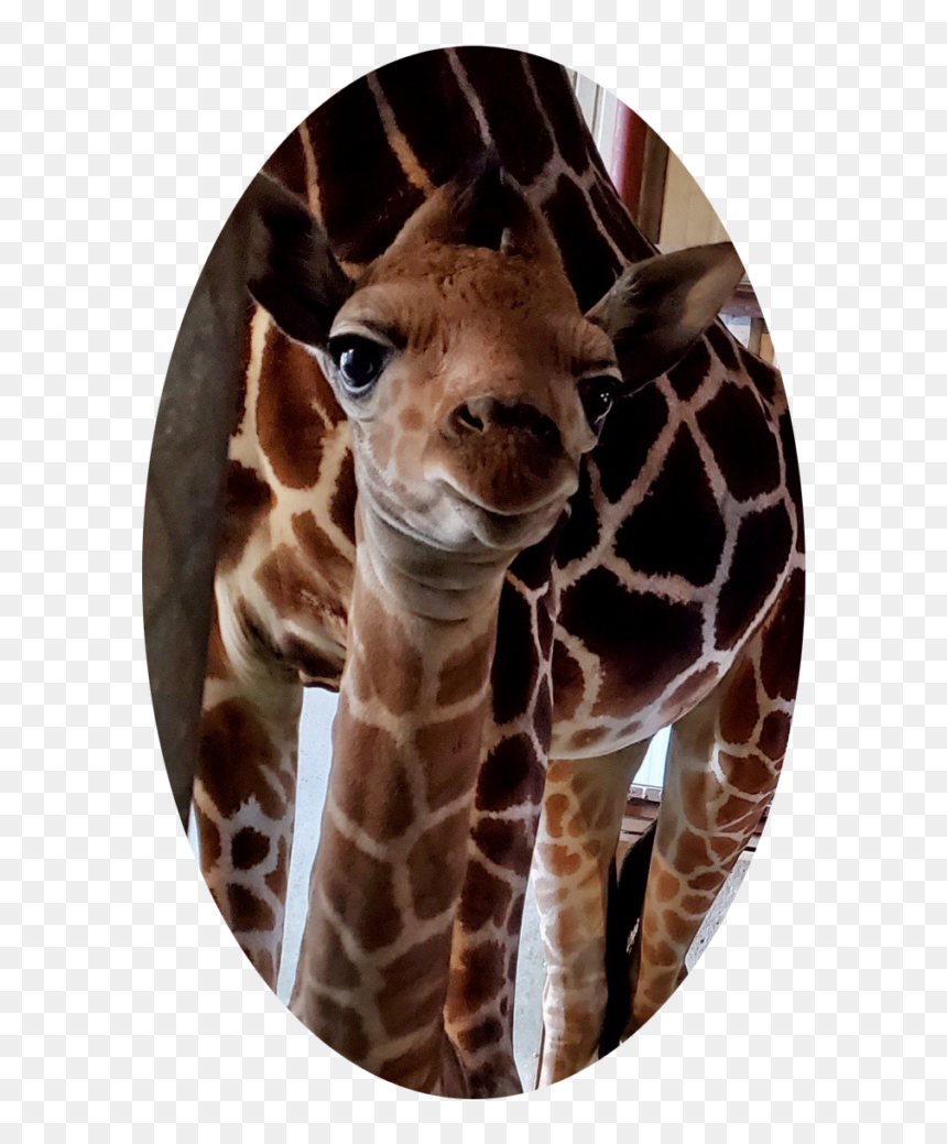 Giraffidae, HD Png Download - baby giraffe png