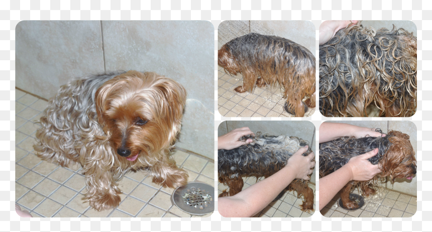 Yorkie Splash Wash - Silky Terrier, HD Png Download - yorkie png