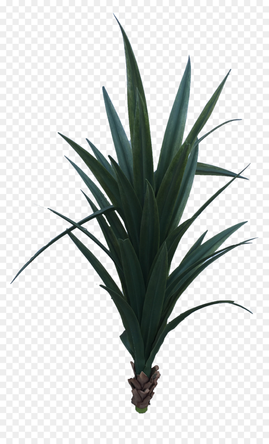 Yucca , Png Download - Yucca Schidigera Png, Transparent Png - yucca png