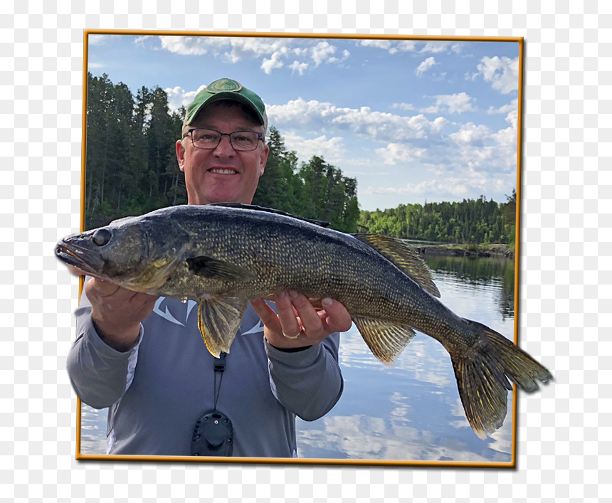 Walleye - Bass, HD Png Download - walleye png