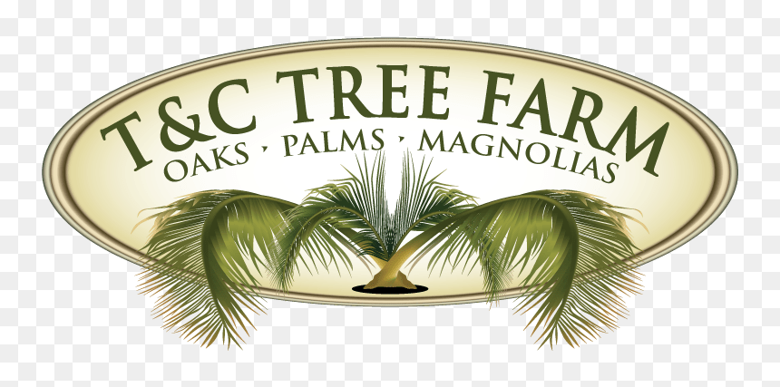 T&c Tree Farm, Inc - Sabal Minor, HD Png Download - magnolia tree png
