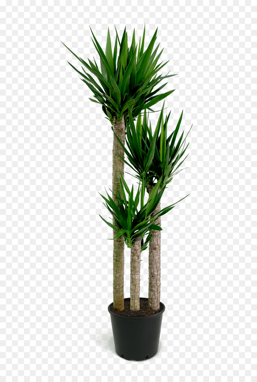 Yucca Cane Png , Png Download - Transparent Yucca Tree Png, Png Download - yucca png