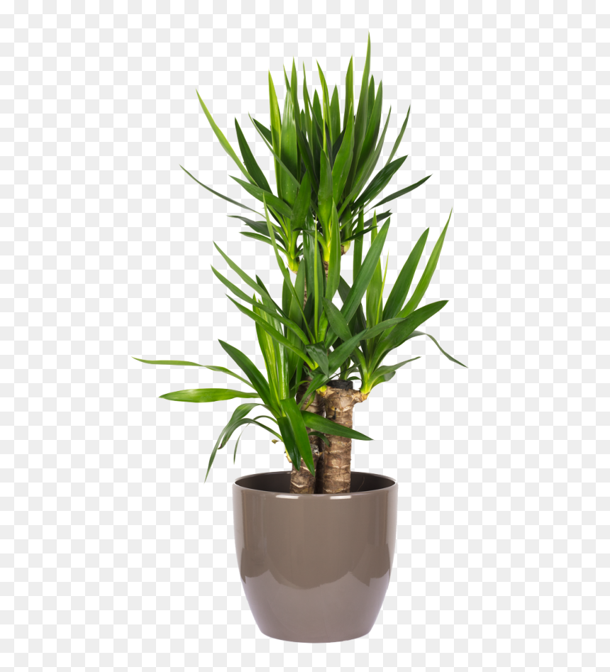 Yucca Elephantipes Palme 60/30/20 - Yucca Elephantipes Pequeña, HD Png Download - yucca png
