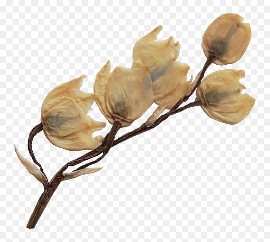 Rosa Glauca, HD Png Download - magnolia tree png