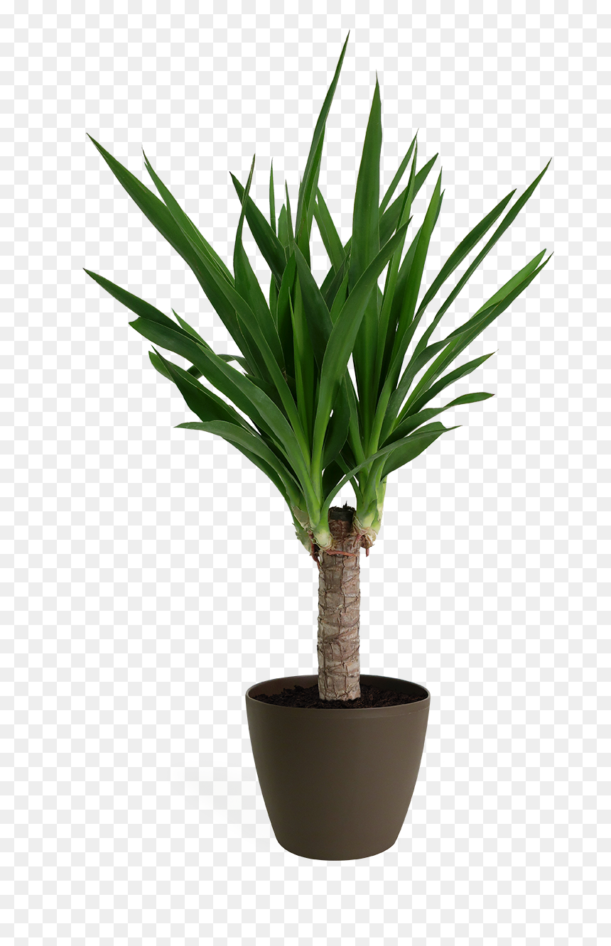 Yucca Cane Small - Indoor Shade Loving Plants, HD Png Download - yucca png