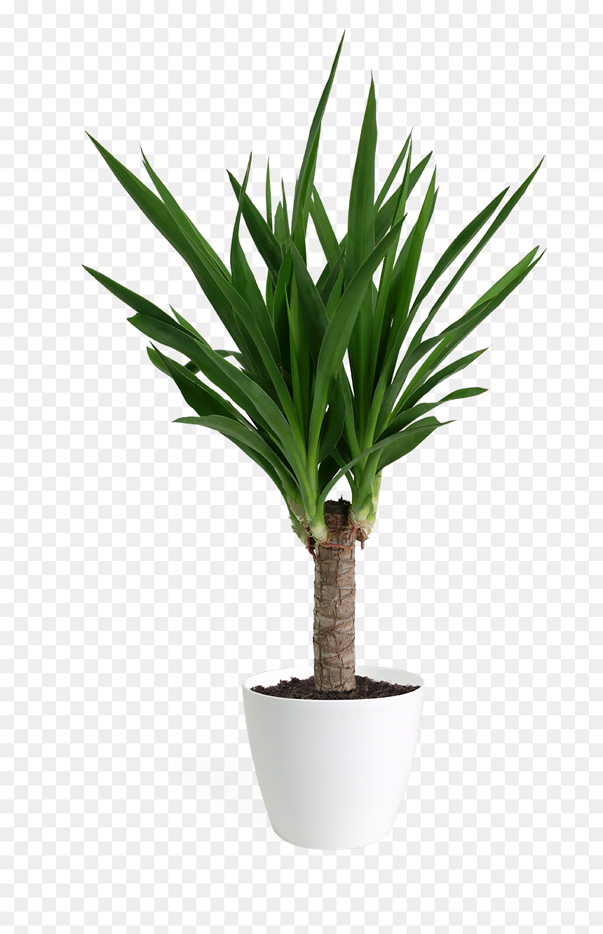 Yucca Cane Small - Yucca Png, Transparent Png - yucca png