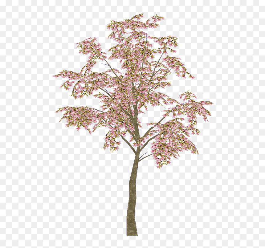 European Michaelmas Daisy, HD Png Download - magnolia tree png