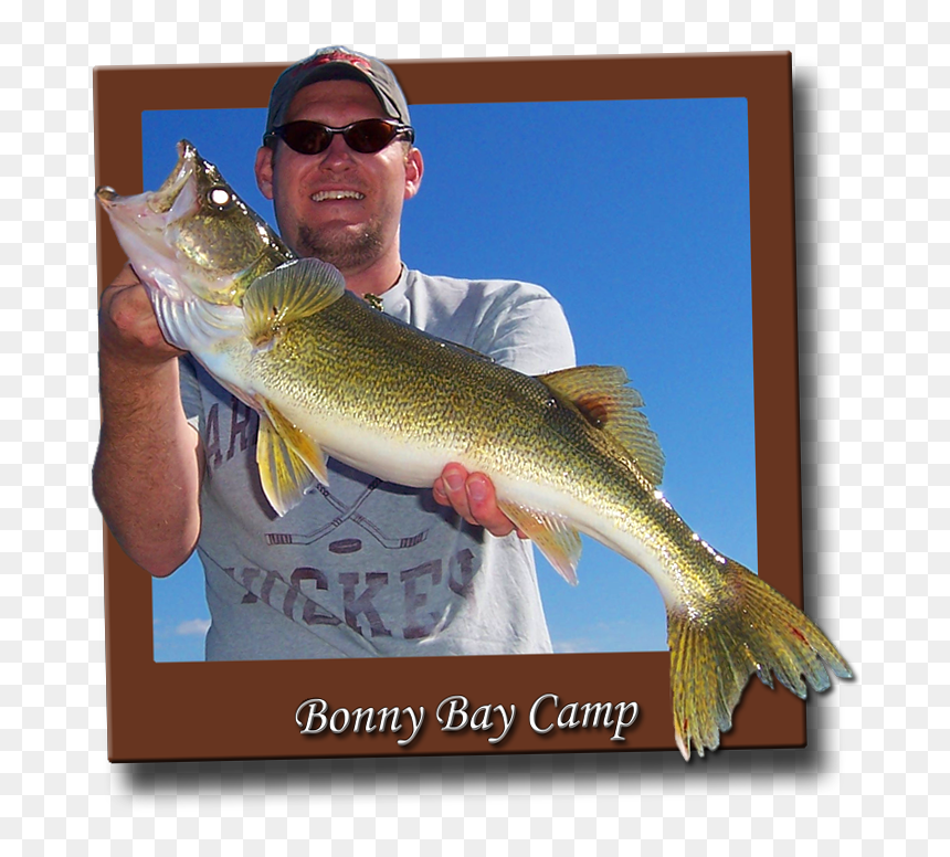 Walleye - Brown Trout, HD Png Download - walleye png