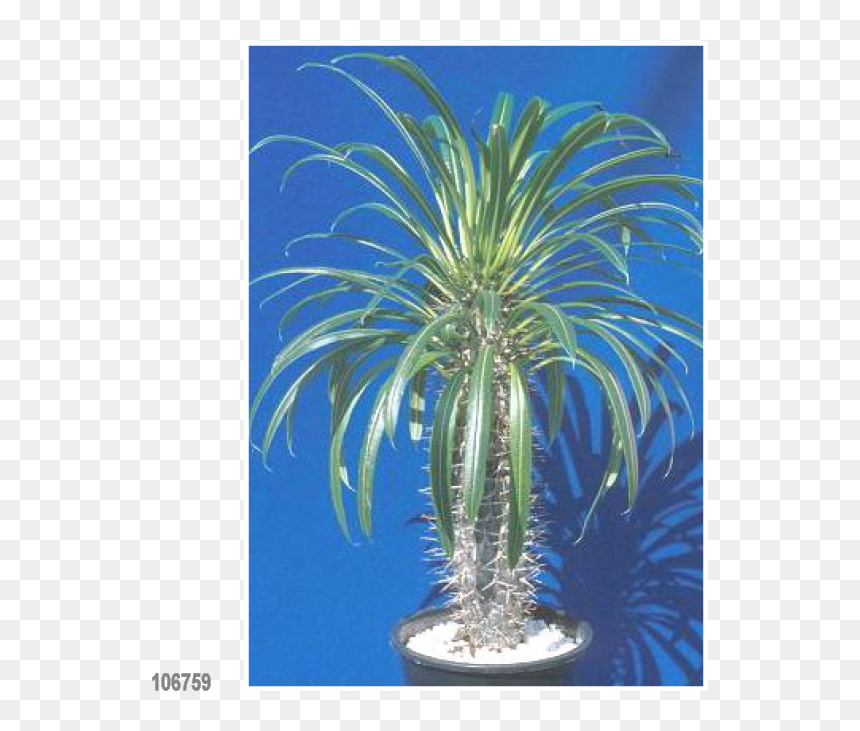 Transparent Yucca Plant Png - Madagascar Palme, Png Download - yucca png