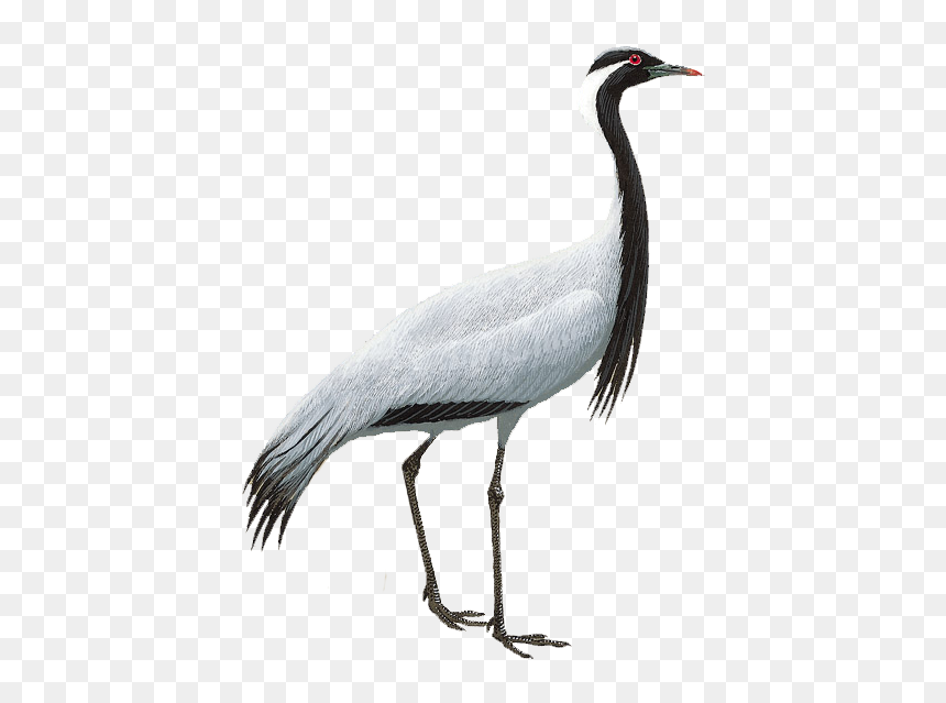 Demoiselle Crane - Sandhill Crane, HD Png Download - crane bird png