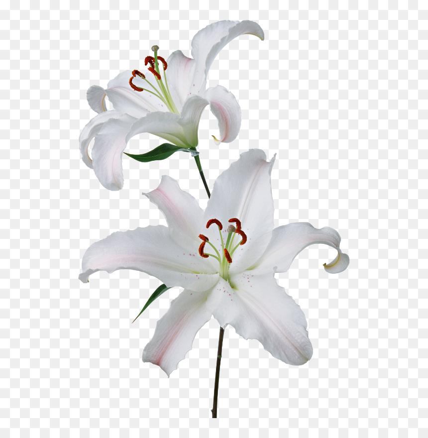 Lily Transparent White - Lilies Png, Png Download - white lily png