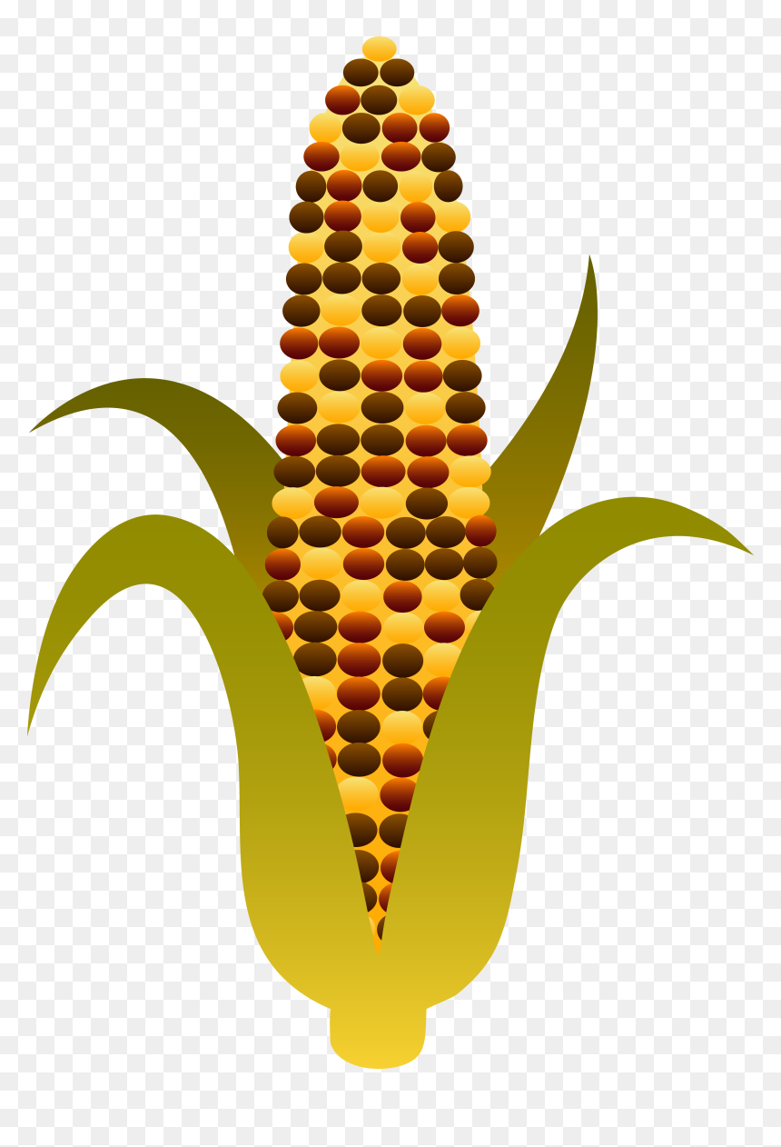 Indian Harvest Corn Maize - Clipart Indian Corn, HD Png Download - corn on the cob png
