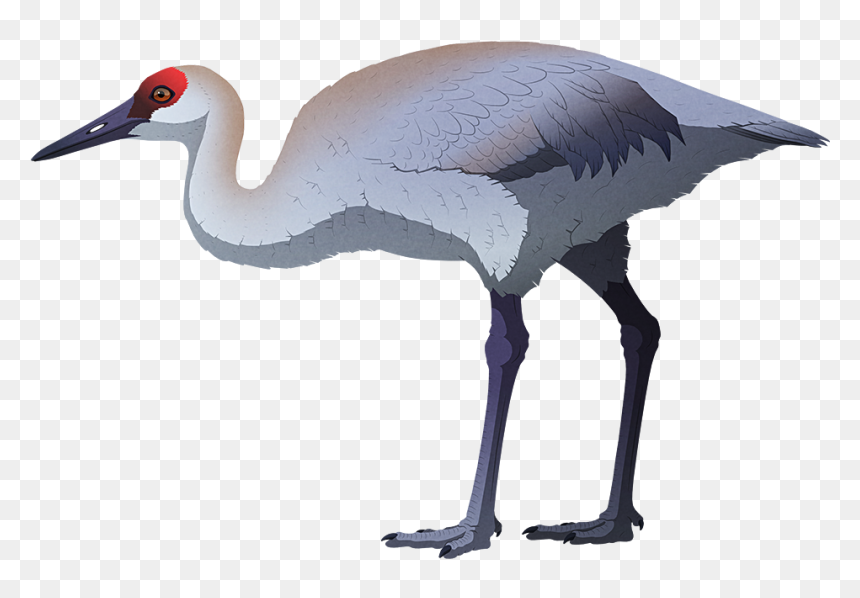 A Stylized Illustration Of An Extinct Flightless Sandhill, HD Png Download - crane bird png