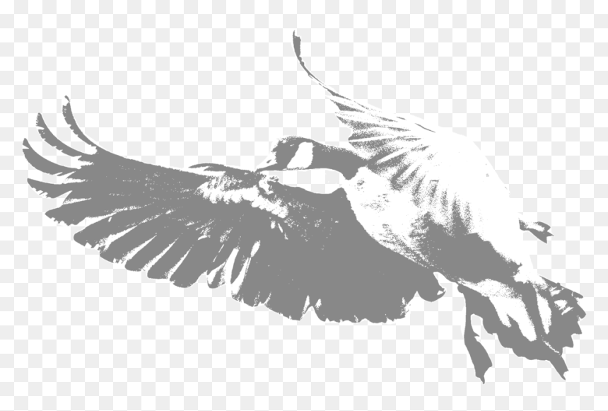 Canada, HD Png Download - crane bird png