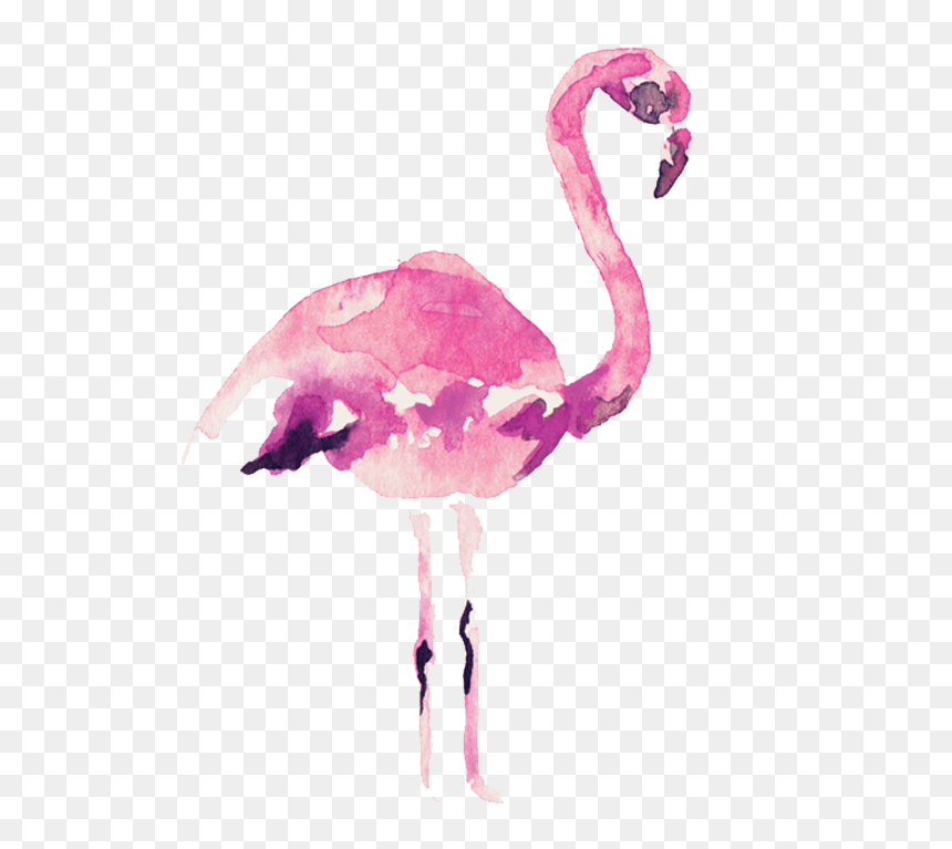 Video Courtesy Of Audrey Alba Films - Watercolor Flamingo Transparent, HD Png Download - watercolor camera png