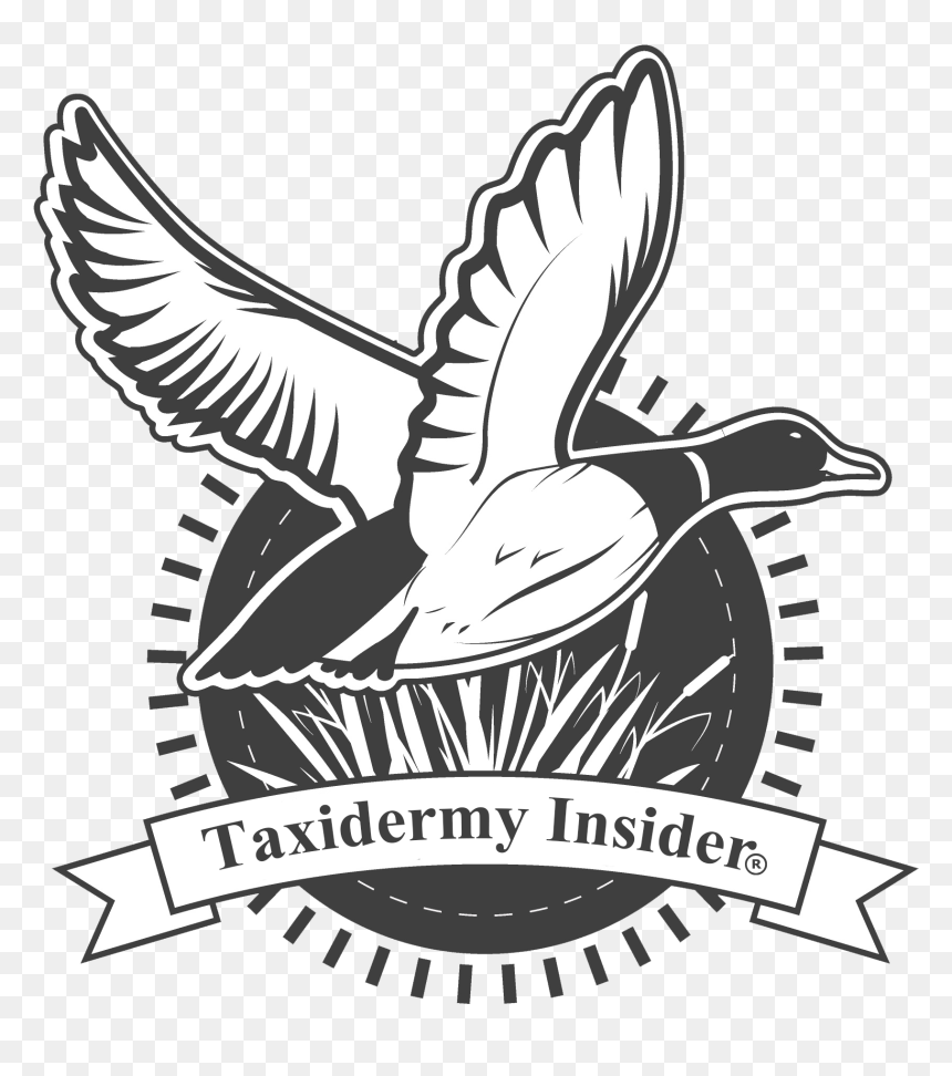 Waterfowl Hunting Duck Cocker Spaniel Deer Hunting - Охота Утка Вектор, HD Png Download - duck hunt duck png