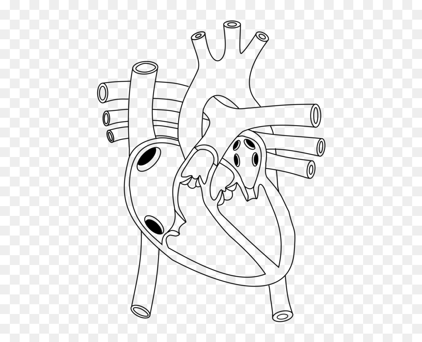 Shoe,line Art,angle - Free Worksheet On Circulatory System, HD Png Download - sketch heart png