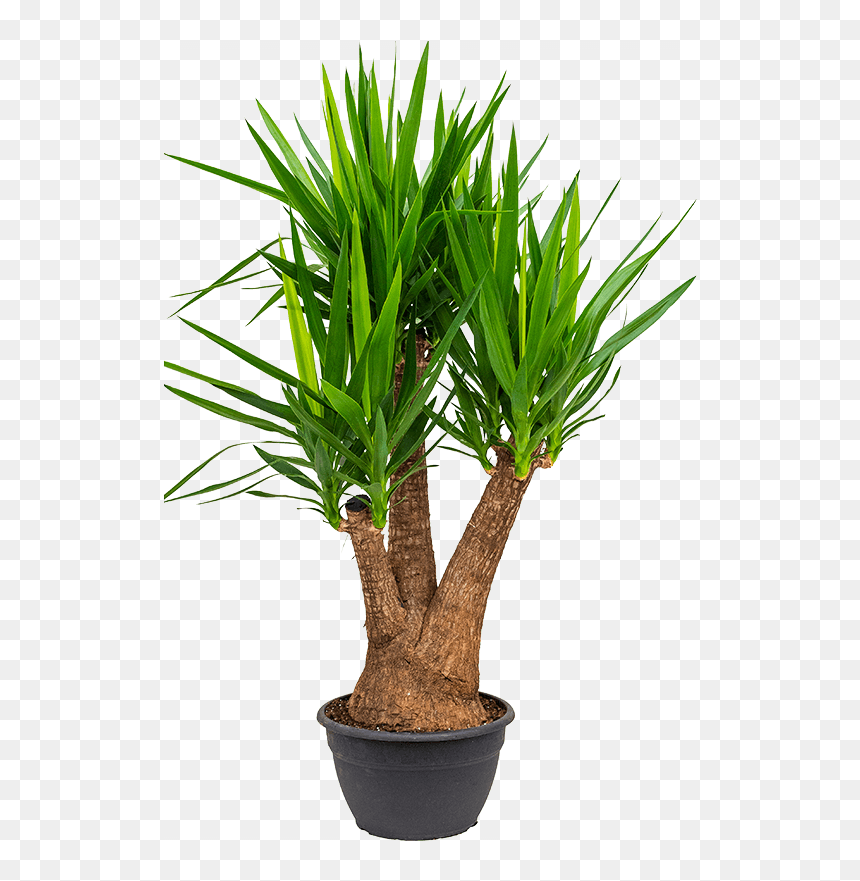 Chamaerops Excelsa Multi Troncs, HD Png Download - yucca png