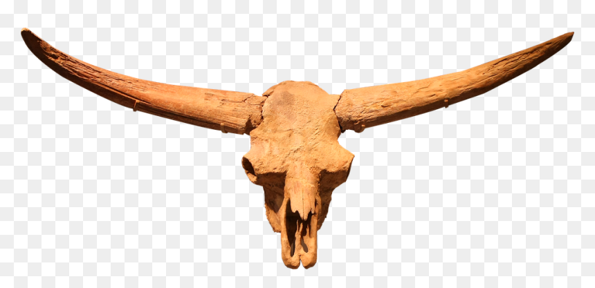 Latifrons Bison Skull, HD Png Download - texas longhorns png