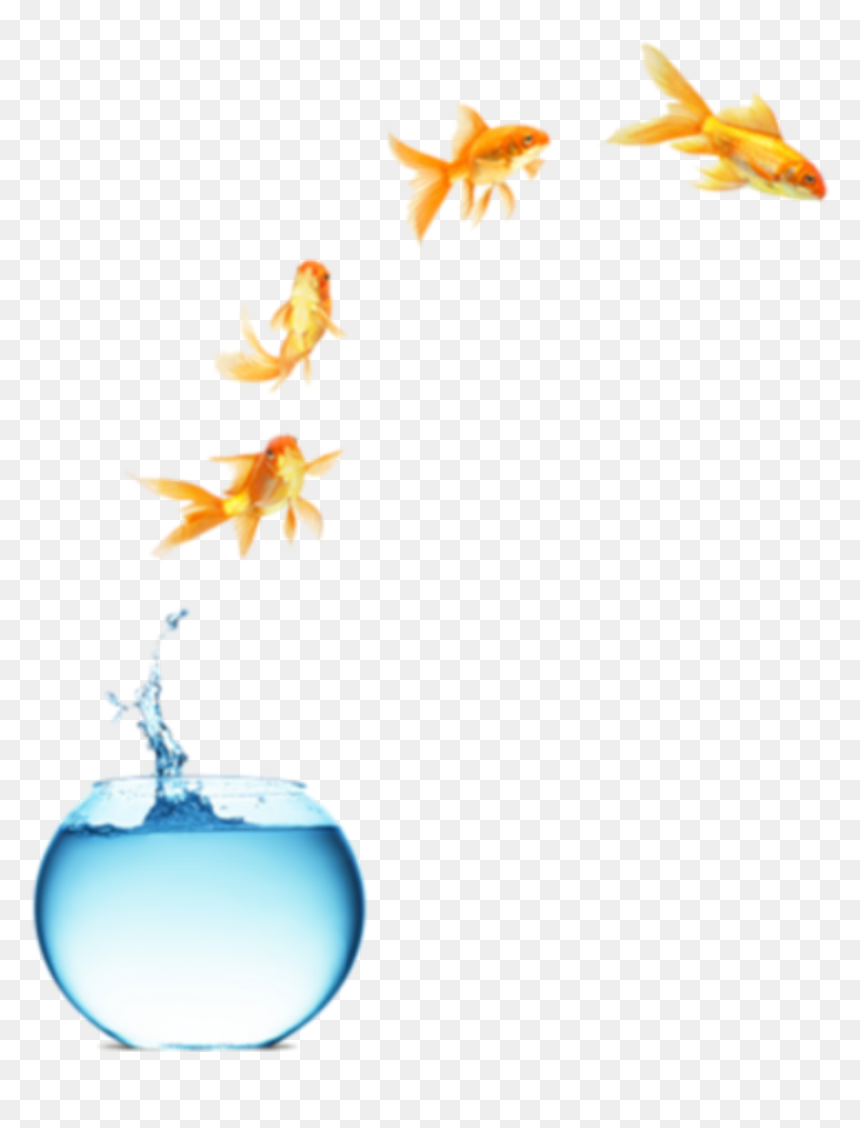 #freetoedit #myedit #fish Jumping Out Of Bowl - Life Is What You Make, HD Png Download - fish jumping out of water png