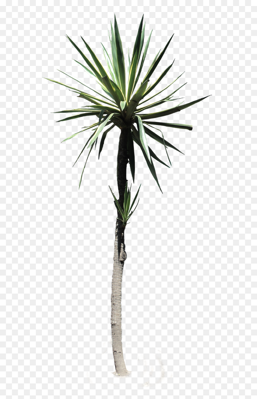 #palmtree #yucca #desertplant #tropical #plant #nature - Desert Plants Transparent, HD Png Download - yucca png