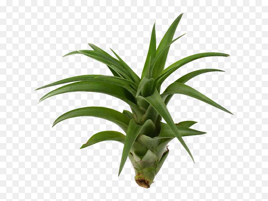 Brachycaulos Hybrid Air X By Lorawise On Clipart , - Tillandsia Png Transparent, Png Download - yucca png