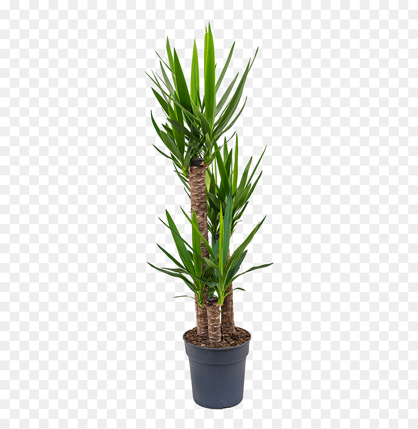 Yucca Elephantipes, HD Png Download - yucca png