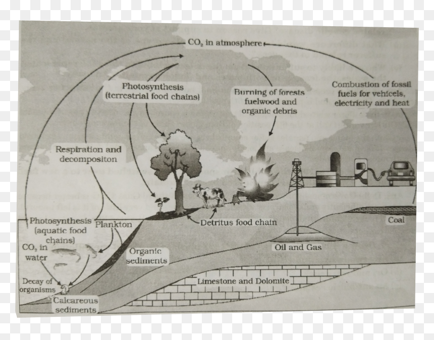 Ecosystem, HD Png Download - burning paper png
