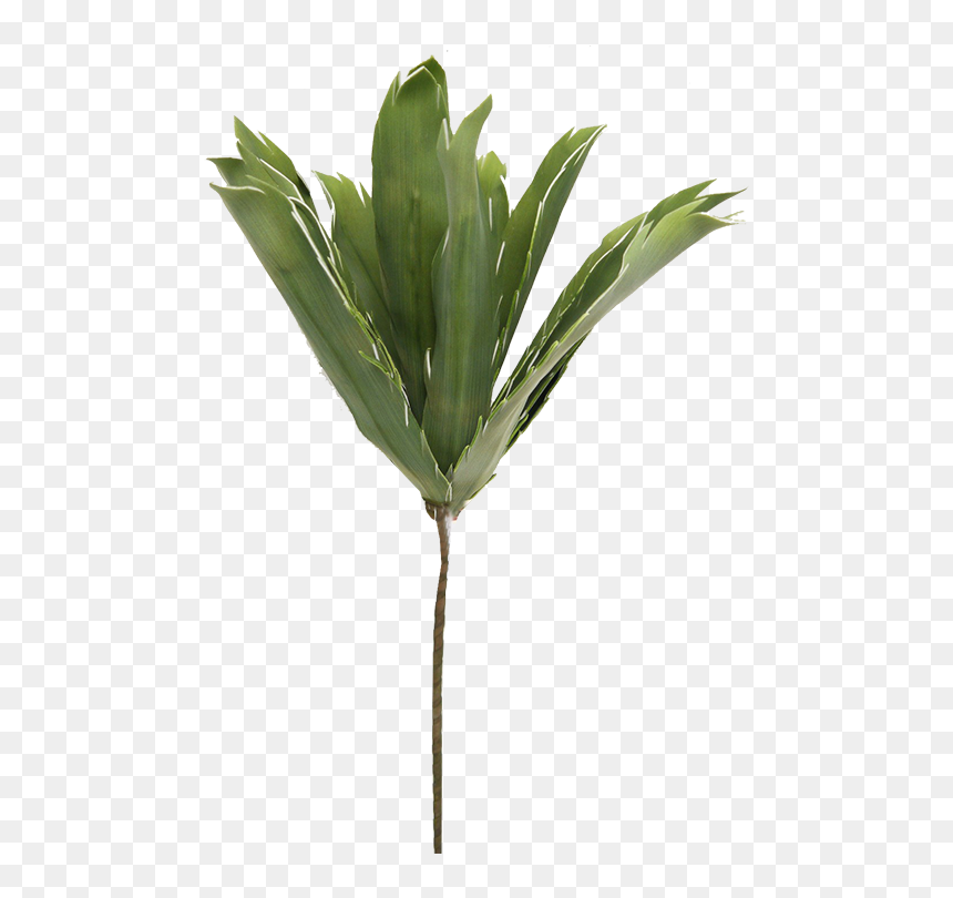 Transparent Stem Cell Clipart - Grass, HD Png Download - yucca png