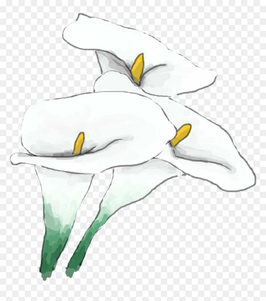 Lily , Png Download - Arum, Transparent Png - white lily png