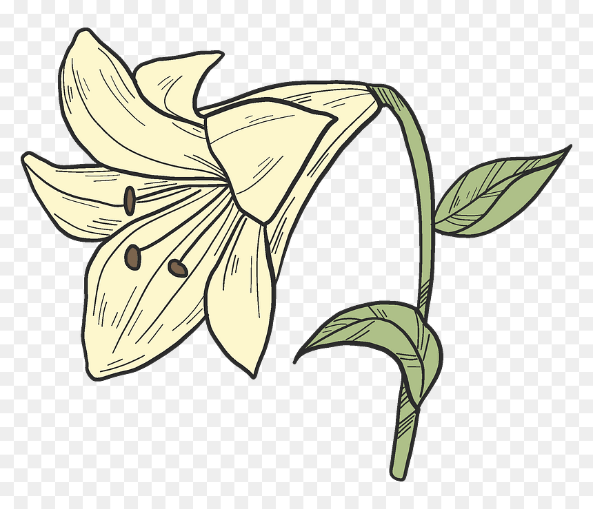 White Lily Clipart - Lily, HD Png Download - white lily png
