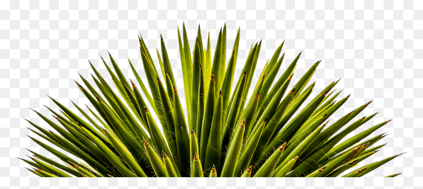 Layouts - Vascular Plant, HD Png Download - yucca png