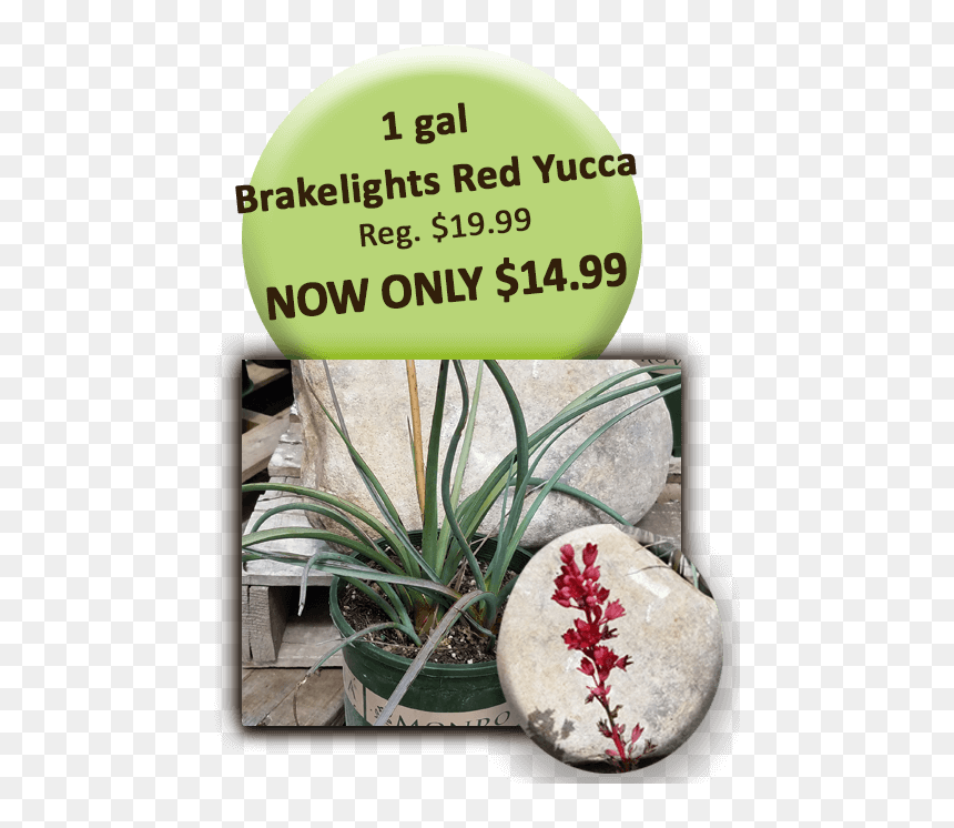 1 Gal Brakelights Red Yucca - Signage, HD Png Download - yucca png