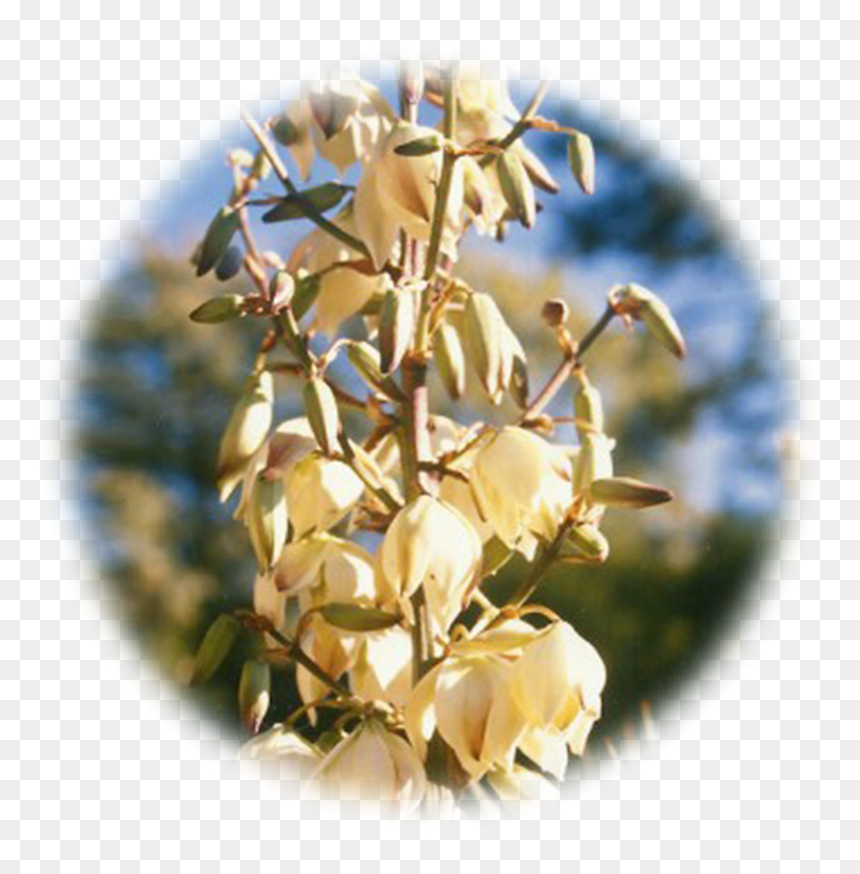 Yucca , Png Download - Bud, Transparent Png - yucca png