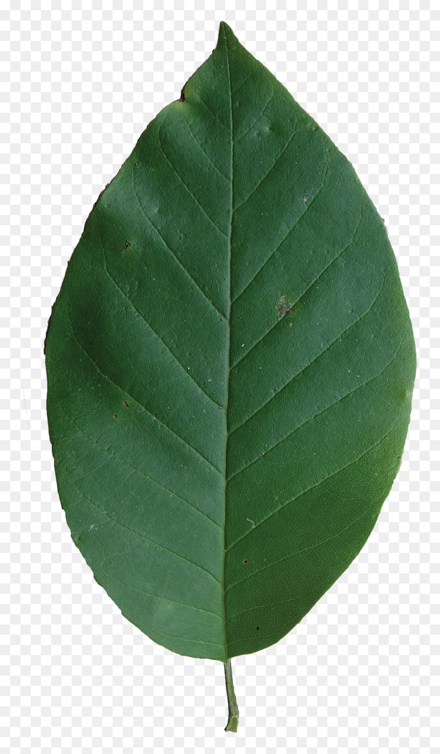 Canoe Birch, HD Png Download - magnolia tree png
