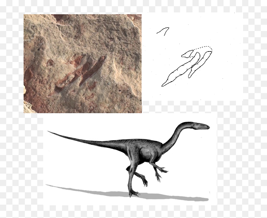 Grallator Dinosaur, HD Png Download - dinosaur footprint png