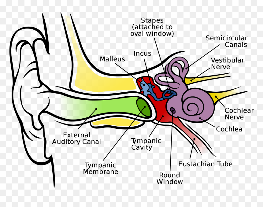 Ear Diagram Clip Art, HD Png Download - shrek ears png