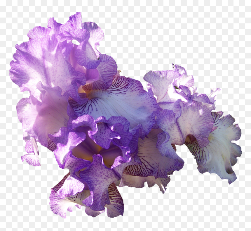 Com Light Purple Ir - Light Purple Flowers Png, Transparent Png - purple light png