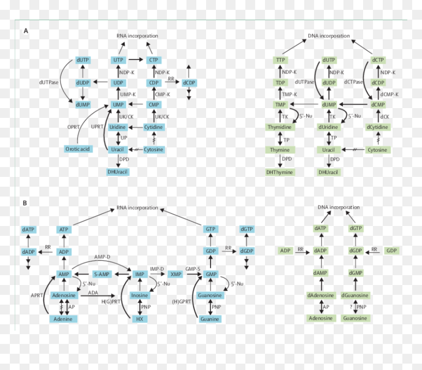 Pyrimidine Conversion By Purines, HD Png Download - crossed arrows png