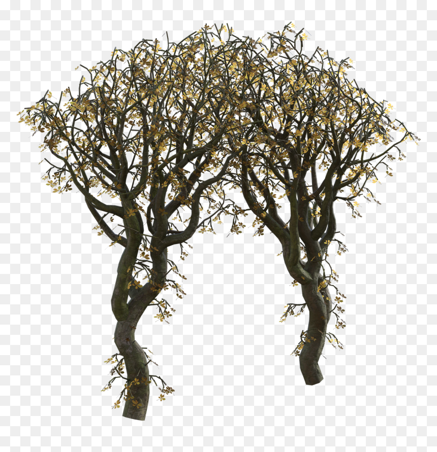 Mexican Pinyon, HD Png Download - tree bark png