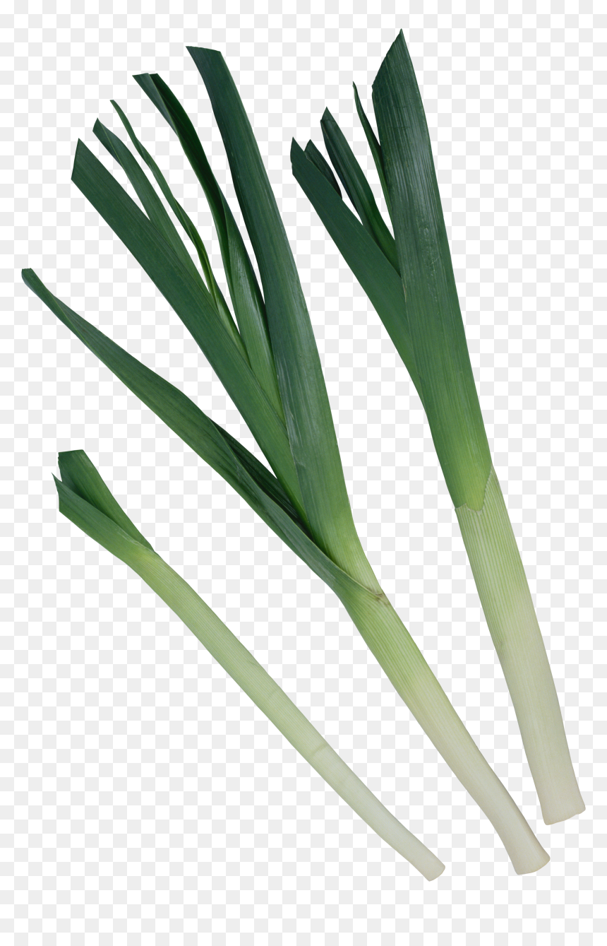 Leek Png - Garlic, Transparent Png - yucca png